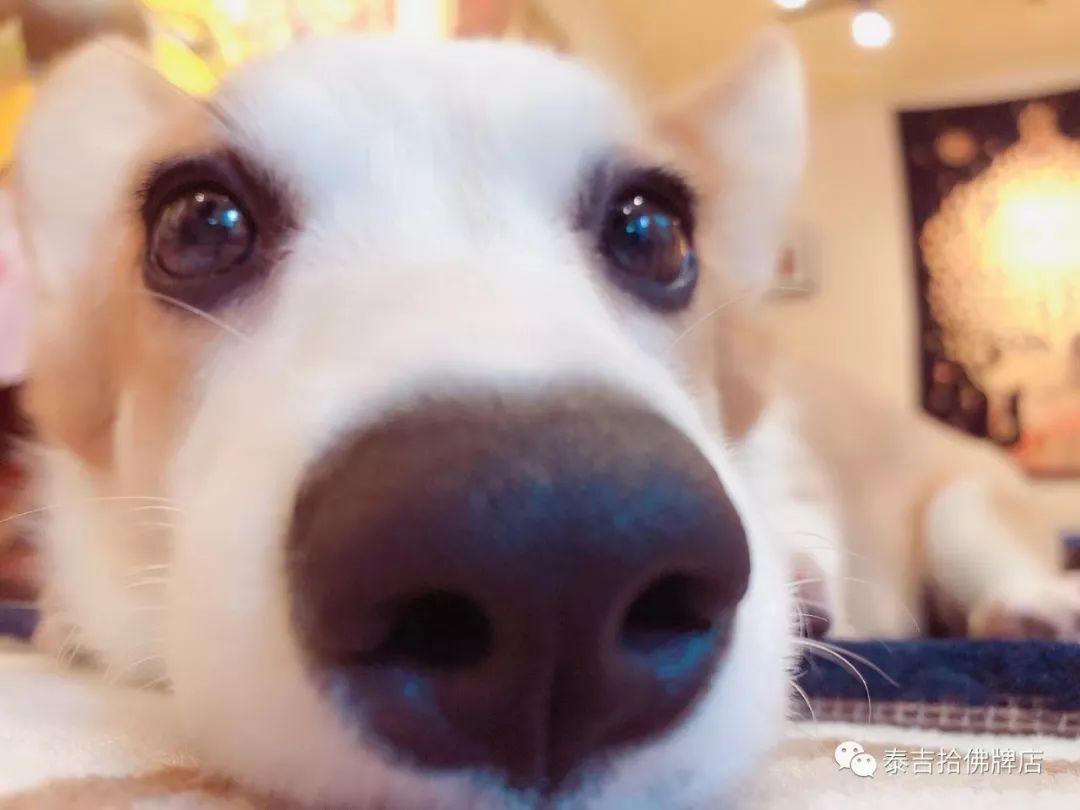 在祖国的怀抱里一条生命就这么不值钱-图片6