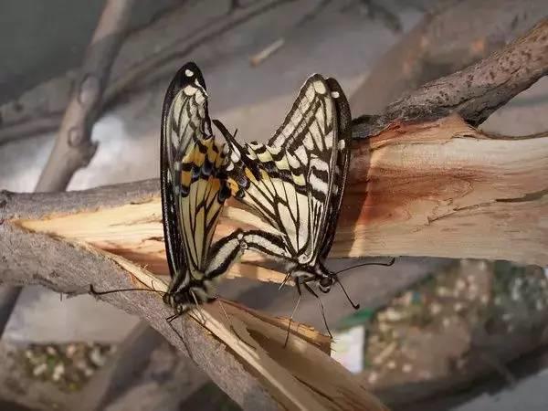 一部绝对震撼心灵的纪录片（强烈建议收藏观看）【泰国佛牌】