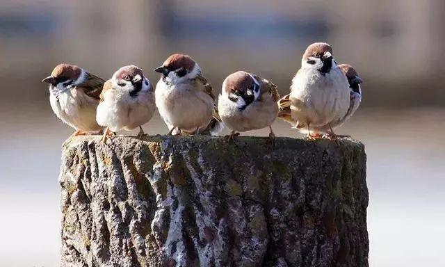 震憾!!放生竟有如此的大功德利益!【泰国佛牌】 震憾!!放生竟有如此的大功德利益!-图片3