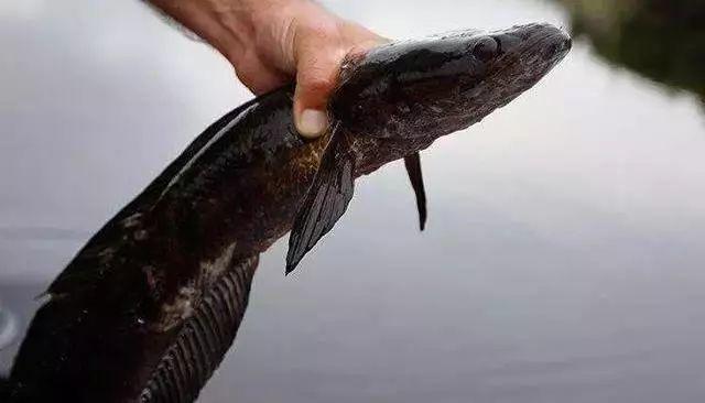 震憾!!放生竟有如此的大功德利益!【泰国佛牌】 震憾!!放生竟有如此的大功德利益!-图片8