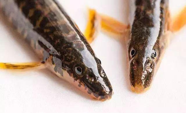 震憾!!放生竟有如此的大功德利益!【泰国佛牌】 震憾!!放生竟有如此的大功德利益!-图片7