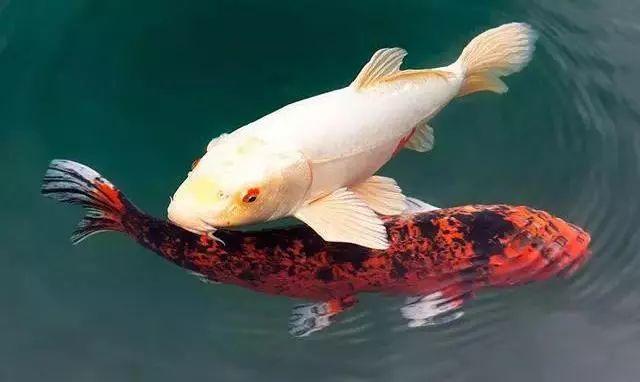 震憾!!放生竟有如此的大功德利益!【泰国佛牌】 震憾!!放生竟有如此的大功德利益!-图片9