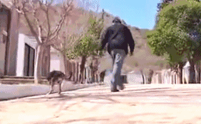 主人去世，爱犬随之消失，11年后真相大白-图片2