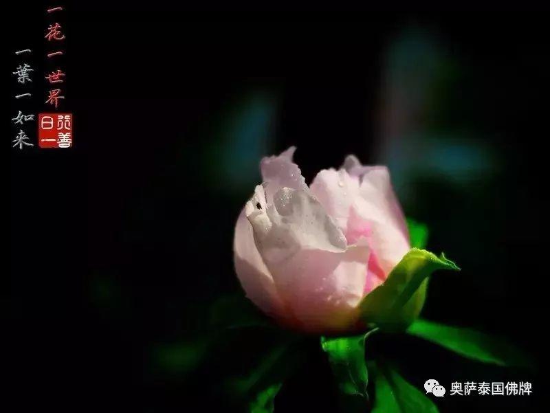 孝敬父母,等于供佛(火遍朋友圈)【泰国佛牌】 孝敬父母,等于供佛(火遍朋友圈)-图片3