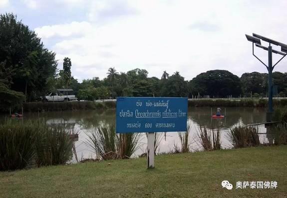 泰国九世王的皇宫世界仅有，竟全长满了“草”-图片14