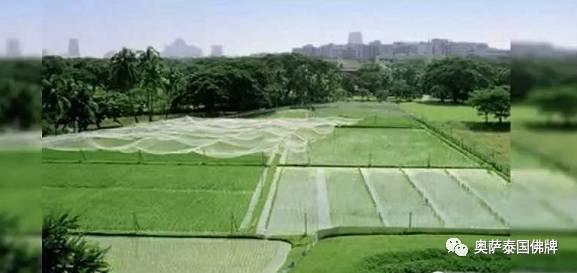 泰国九世王的皇宫世界仅有，竟全长满了“草”-图片12