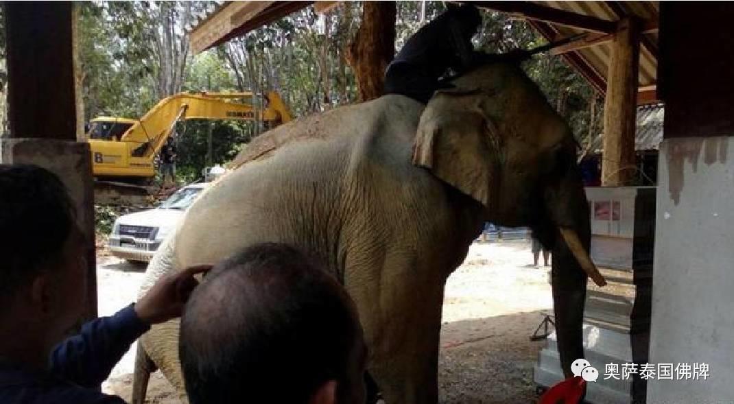 照顾大象10余年的主人去世 大象流泪跪拜遗体-图片1