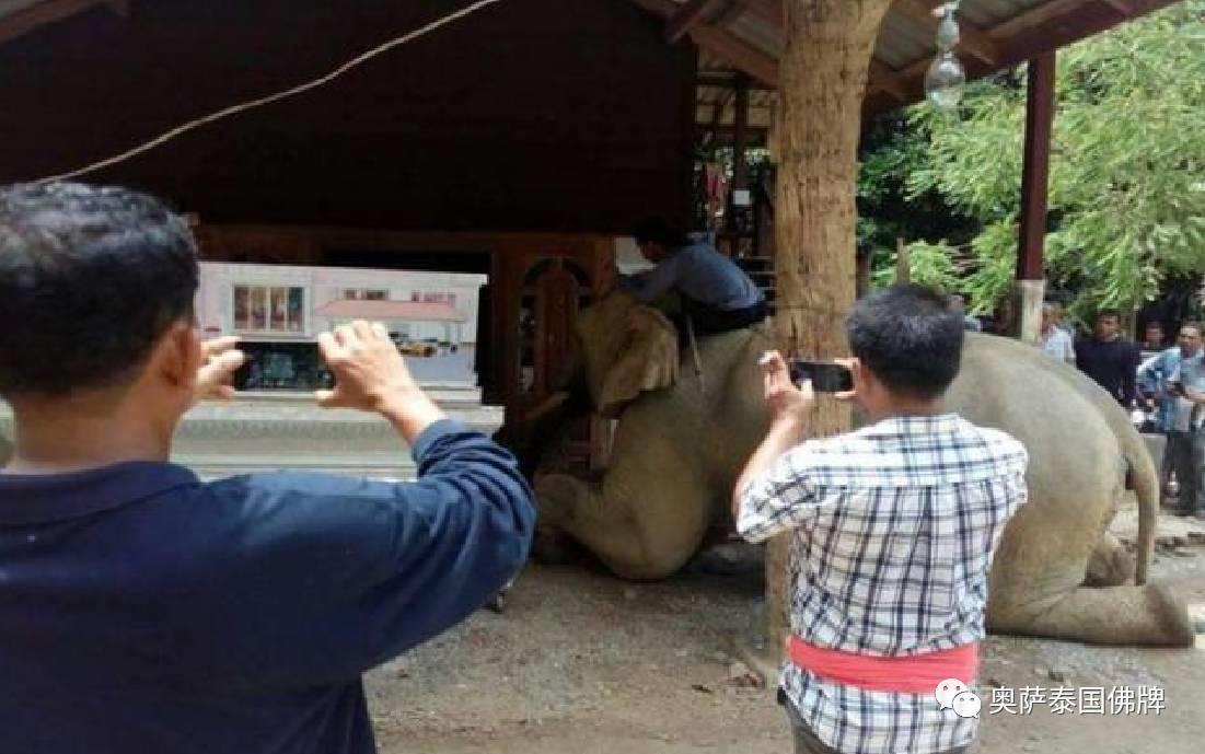 照顾大象10余年的主人去世 大象流泪跪拜遗体-图片4