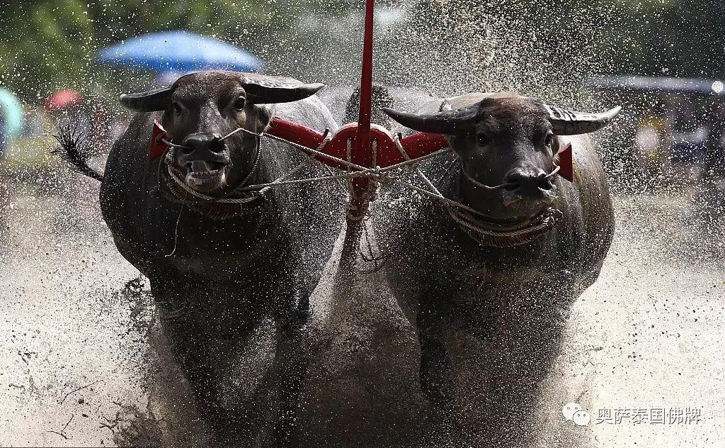 泰年度水牛竞赛 选手泥地驾牛狂奔-图片1