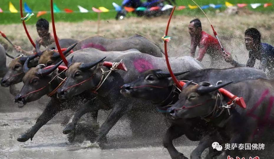 泰年度水牛竞赛 选手泥地驾牛狂奔-图片3