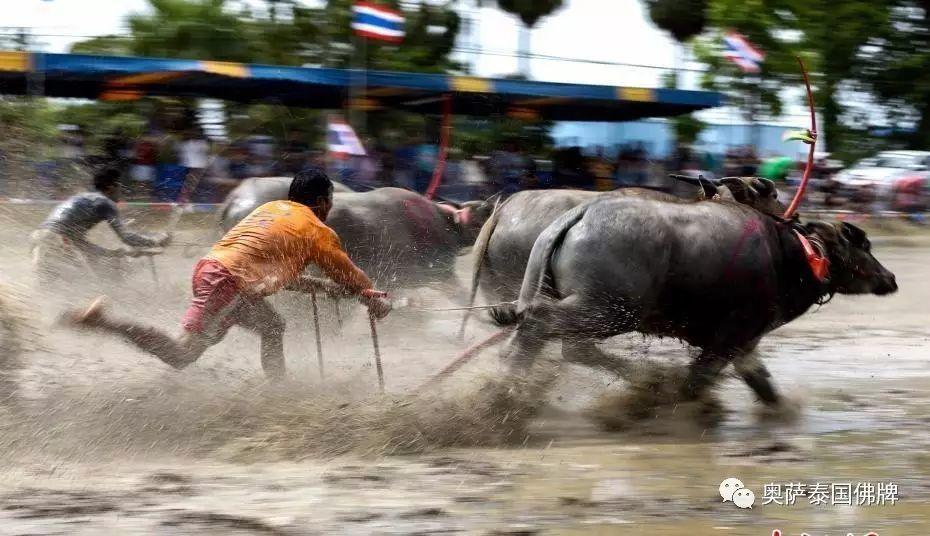 泰年度水牛竞赛 选手泥地驾牛狂奔-图片6