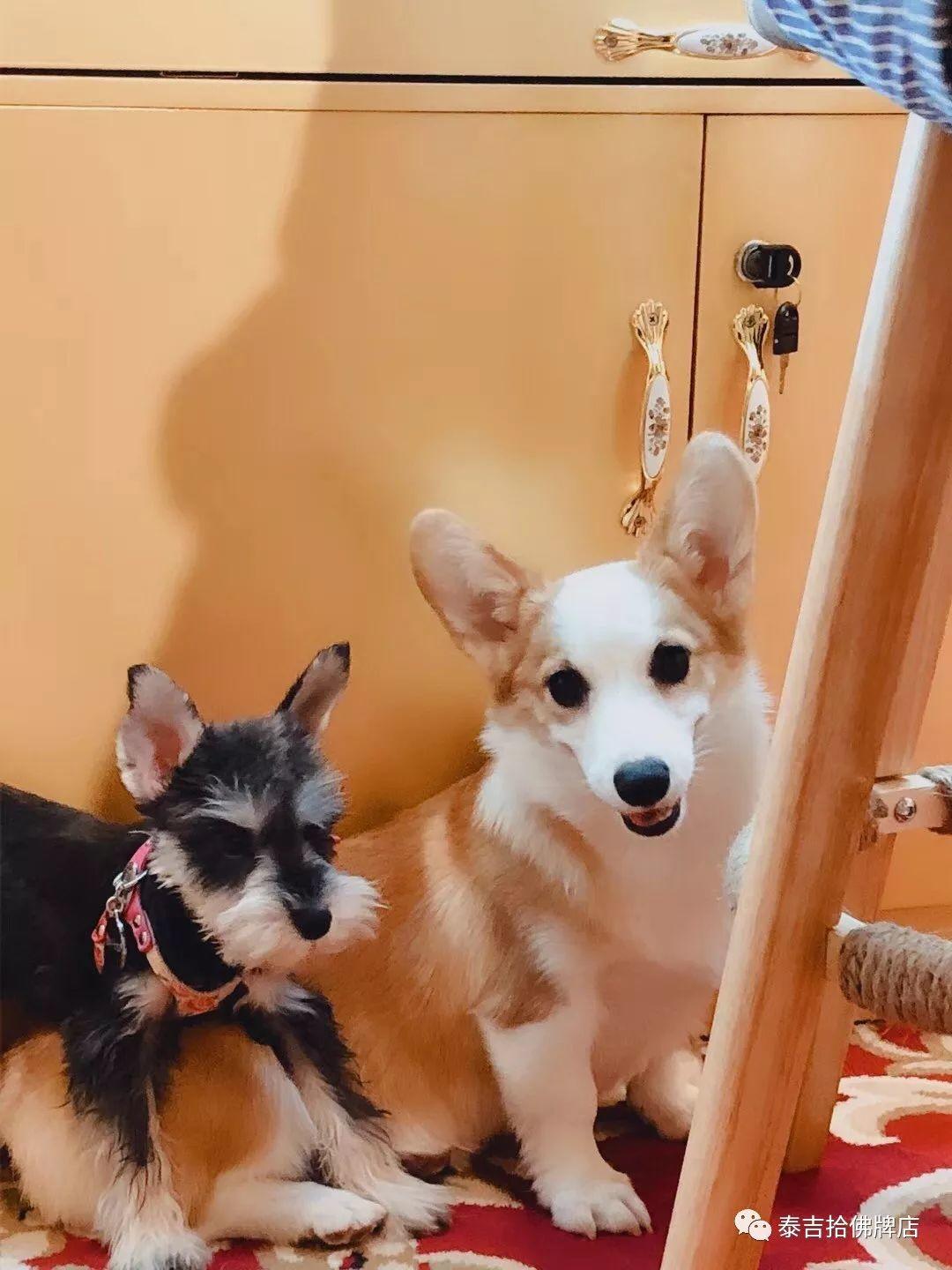 在祖国的怀抱里一条生命就这么不值钱-图片4