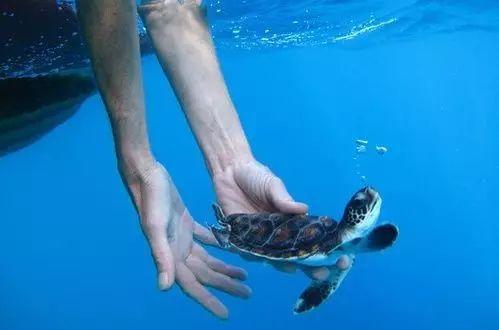 【中元节】为甚恶要放生，放生会给你带来什么！【泰国佛牌】