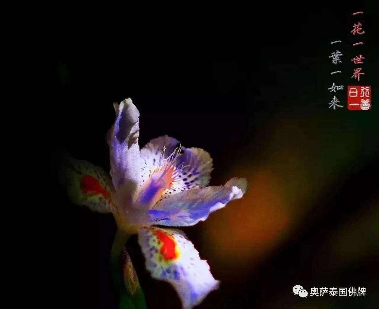 孝敬父母,等于供佛(火遍朋友圈)【泰国佛牌】 孝敬父母,等于供佛(火遍朋友圈)-图片2