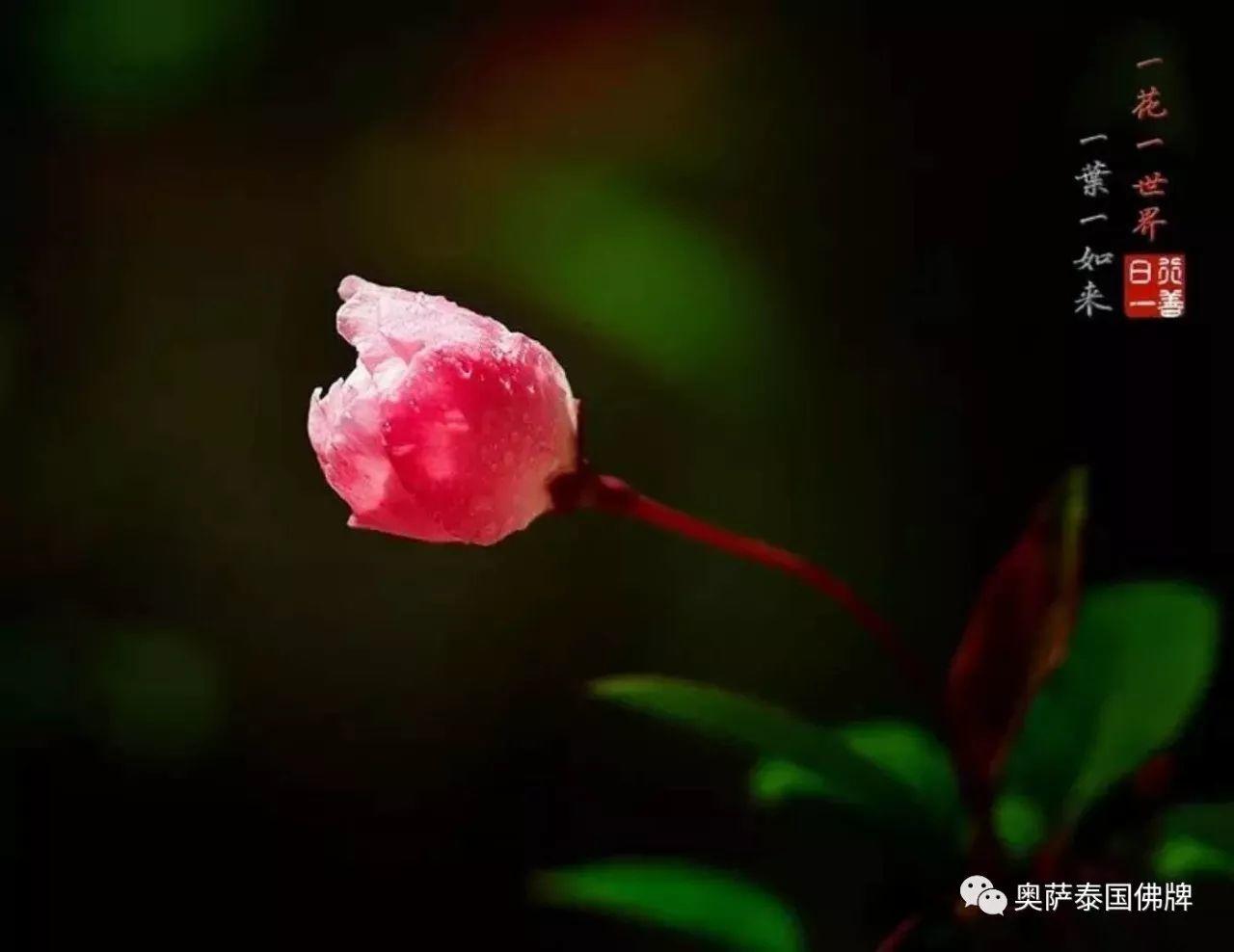 孝敬父母,等于供佛(火遍朋友圈)【泰国佛牌】 孝敬父母,等于供佛(火遍朋友圈)-图片5