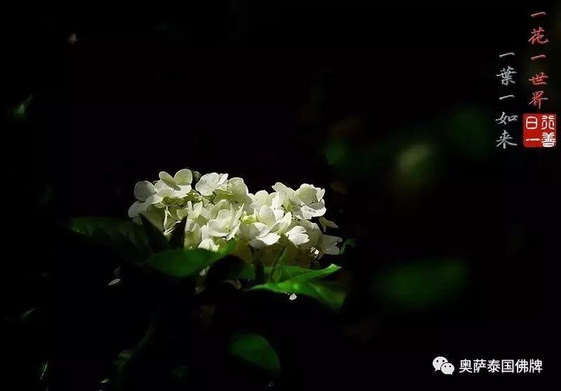 孝敬父母,等于供佛(火遍朋友圈)【泰国佛牌】 孝敬父母,等于供佛(火遍朋友圈)-图片8