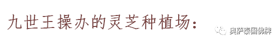 泰国九世王的皇宫世界仅有，竟全长满了“草”-图片23