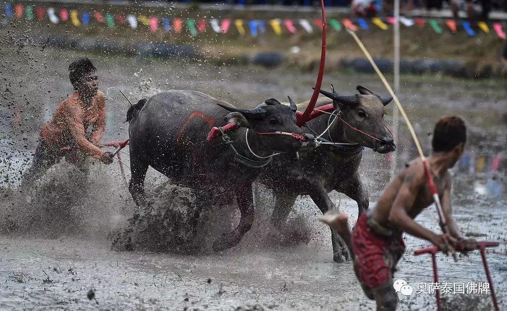 泰年度水牛竞赛 选手泥地驾牛狂奔-图片2