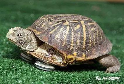 八大灵性动物，不可杀，切勿食！-图片6