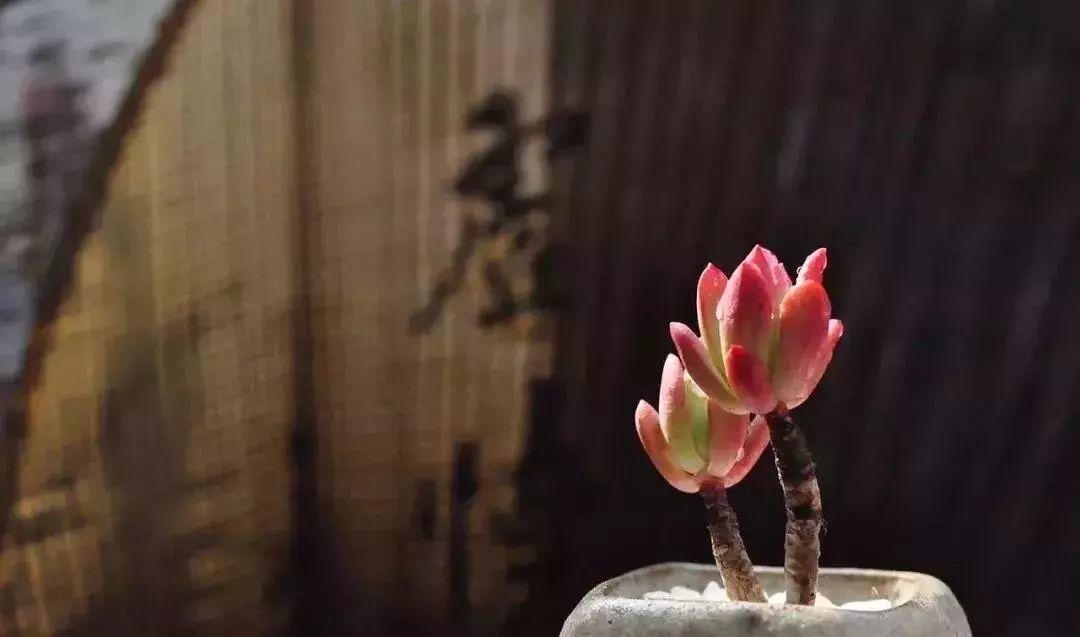 人生是一次灵魂的修炼【泰国佛牌】 人生是一次灵魂的修炼-图片11