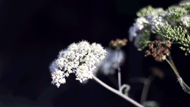 长相年轻是有原因的【泰国佛牌】 长相年轻是有原因的-图片3