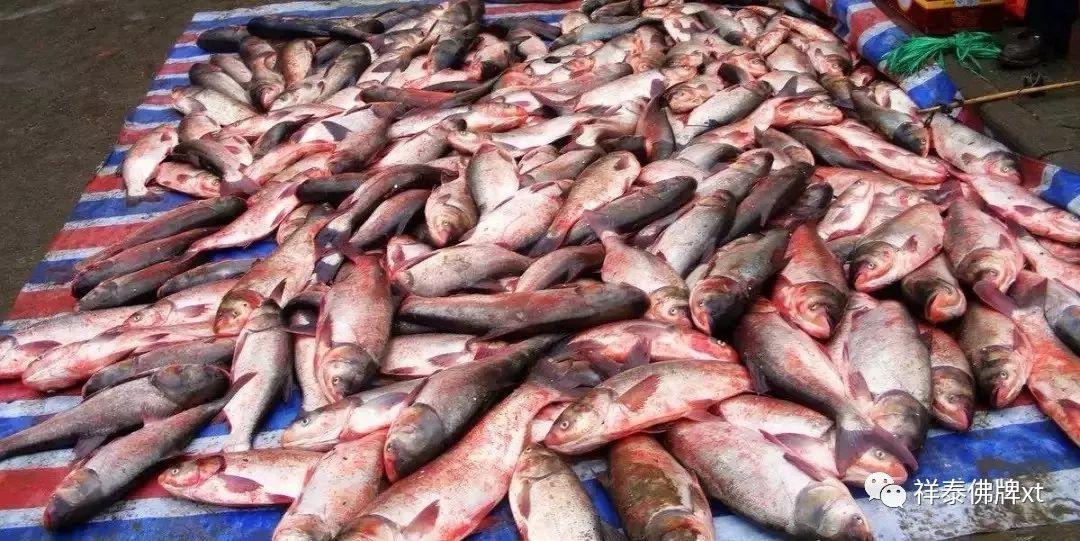 台风近期频繁发生，源于海洋众生的报复！-图片8