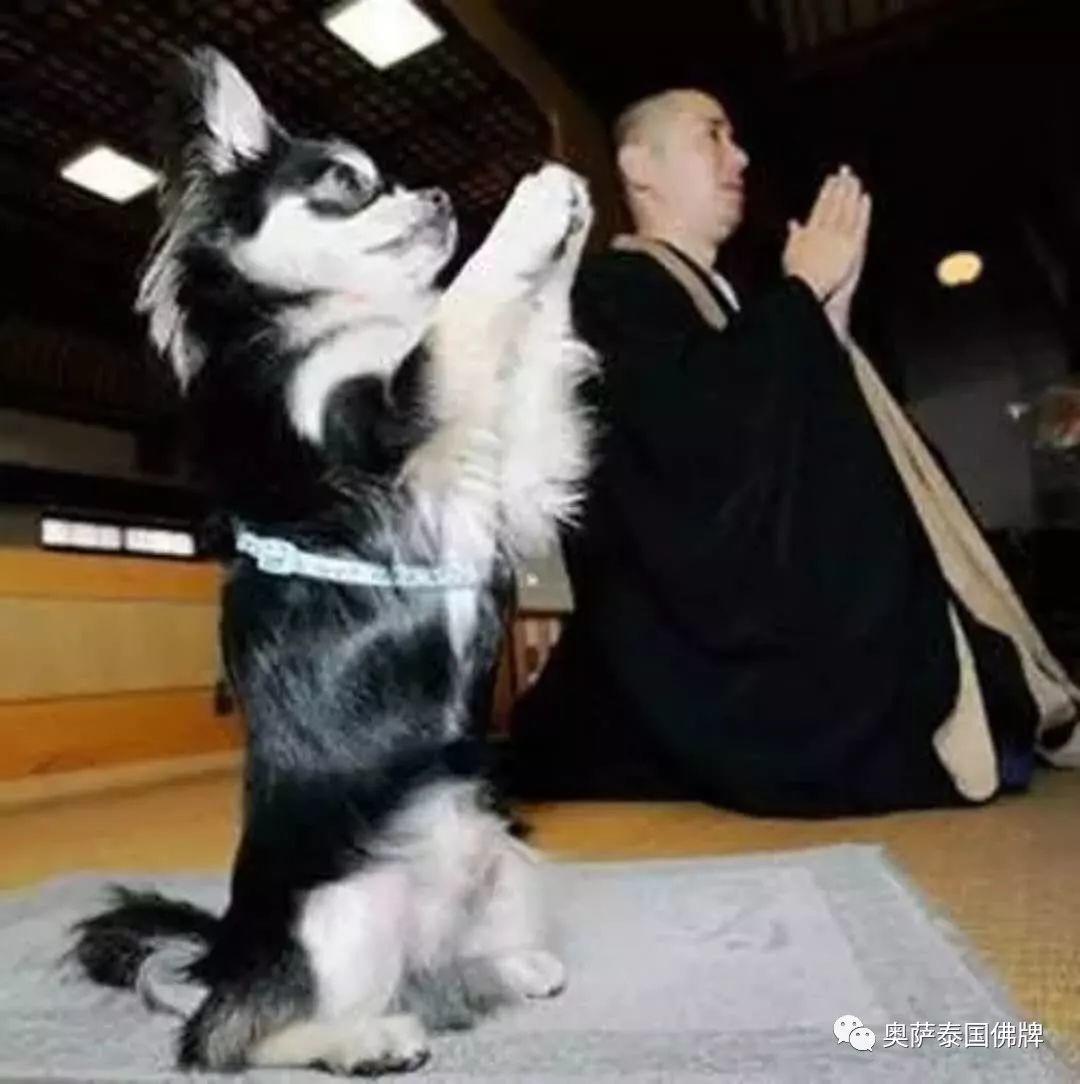 会拜佛的动物太有爱了!当你生气的时候不妨看看【泰国佛牌】 会拜佛的动物太有爱了!当你生气的时候不妨看看-图片4