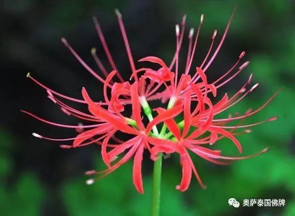 关于曼珠沙华在佛教文化中的渊源与意义?-图片2