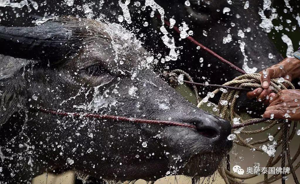泰年度水牛竞赛 选手泥地驾牛狂奔-图片4