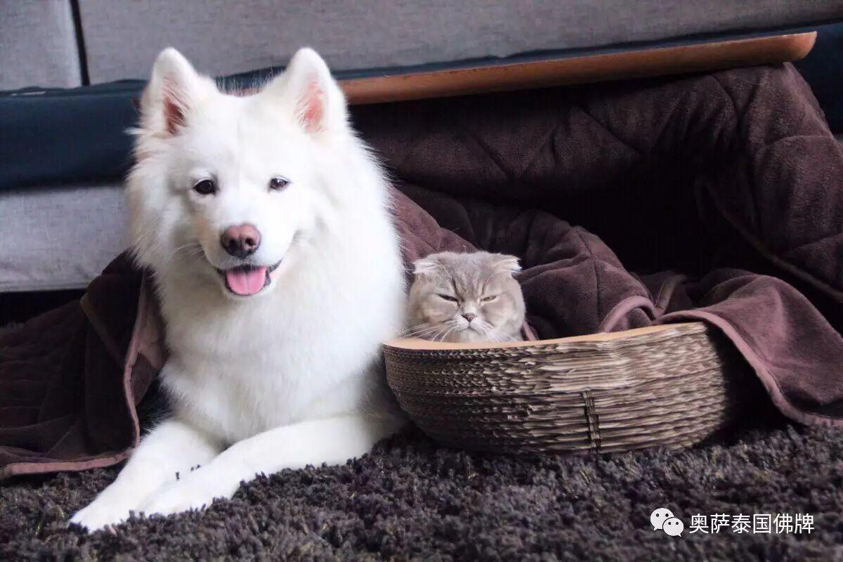 八大灵性动物，不可杀，切勿食！-图片2