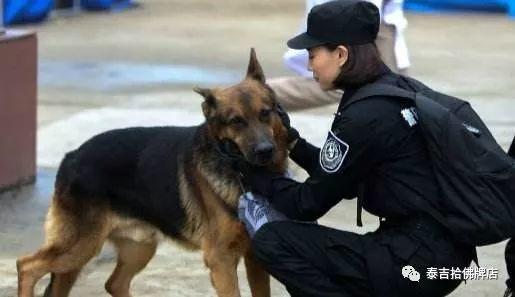 用狗朝前 不用狗朝后 四川地震了他们又来了【泰国佛牌】