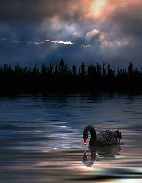 主人去世，爱犬随之消失，11年后真相大白-图片1