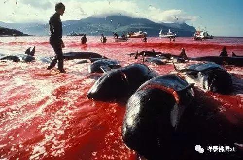 台风近期频繁发生，源于海洋众生的报复！【泰国佛牌】