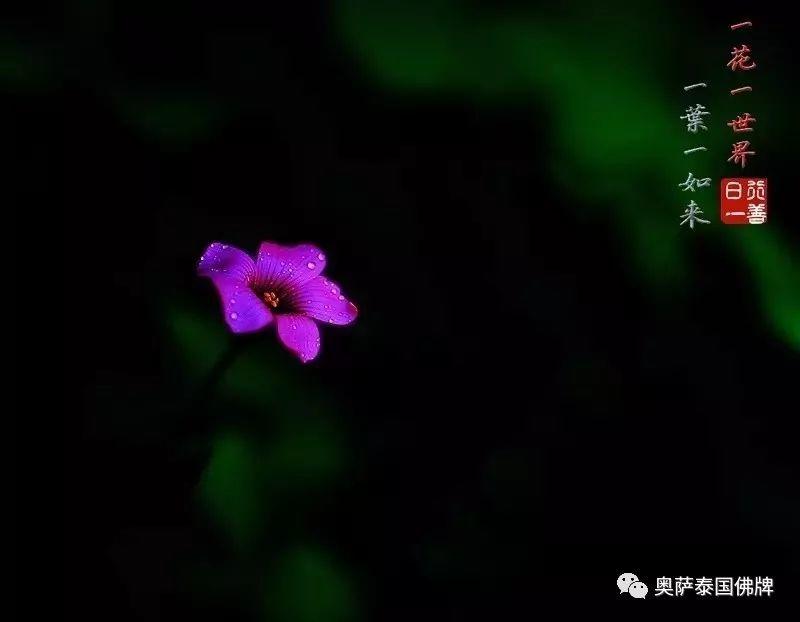 孝敬父母,等于供佛(火遍朋友圈)【泰国佛牌】 孝敬父母,等于供佛(火遍朋友圈)-图片6