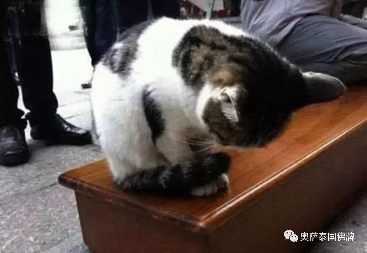 会拜佛的动物太有爱了!当你生气的时候不妨看看【泰国佛牌】 会拜佛的动物太有爱了!当你生气的时候不妨看看-图片8