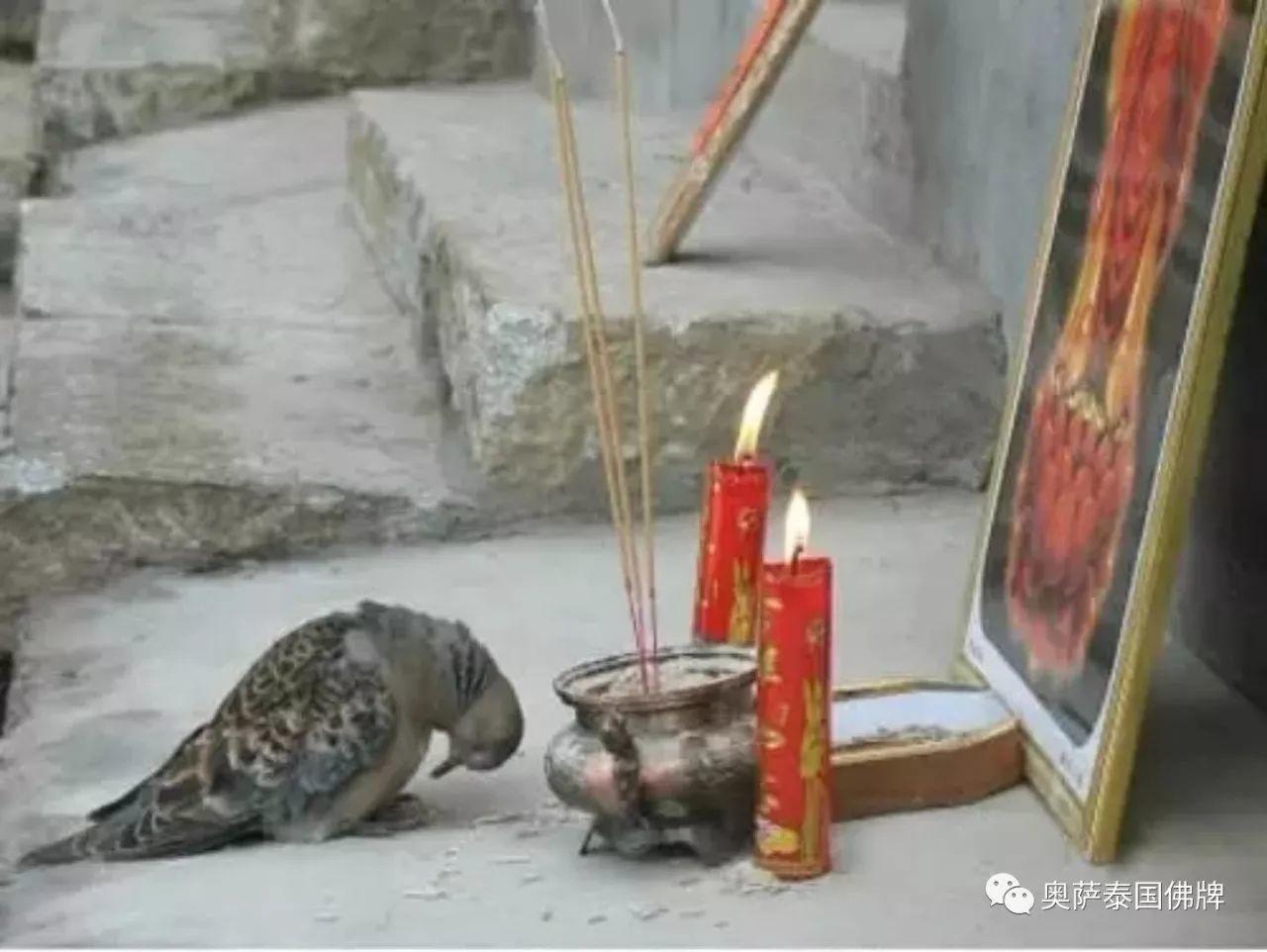 会拜佛的动物太有爱了!当你生气的时候不妨看看【泰国佛牌】 会拜佛的动物太有爱了!当你生气的时候不妨看看-图片12