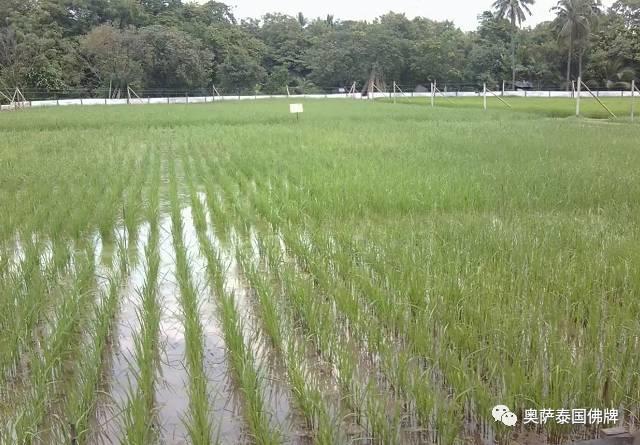 泰国九世王的皇宫世界仅有，竟全长满了“草”-图片17