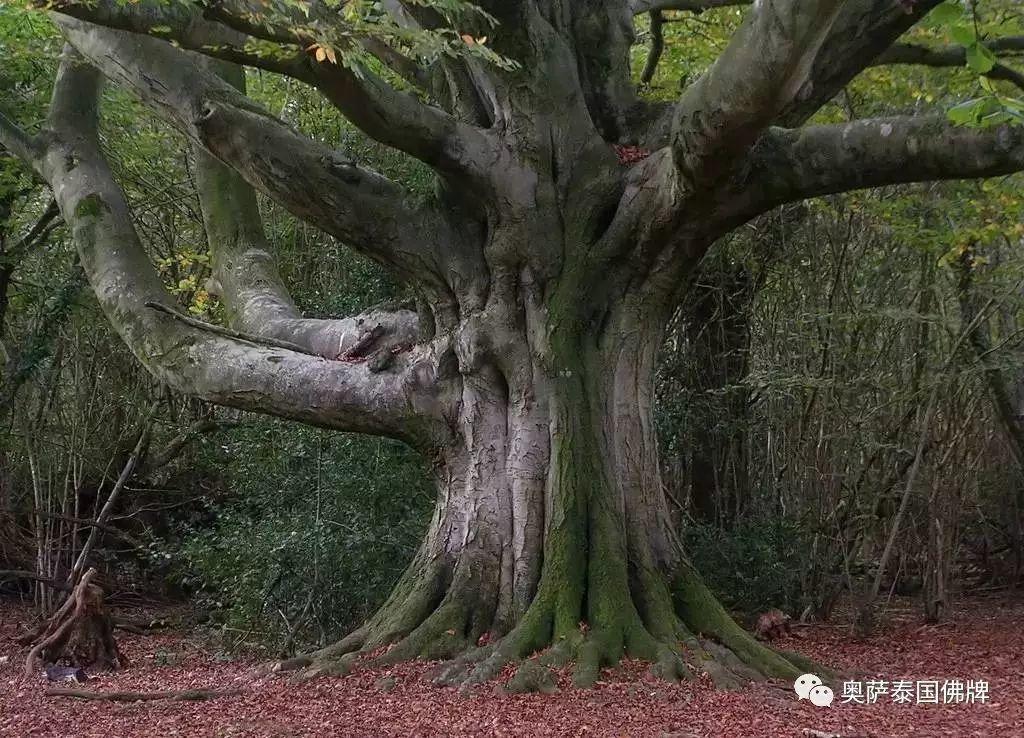 千万不要和这些东西合影，小心招来横祸！切记！-图片2