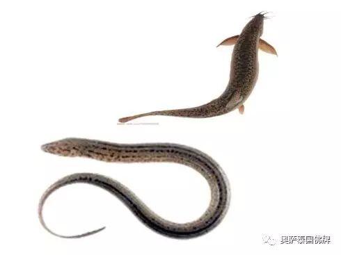 八大灵性动物，不可杀，切勿食！-图片4