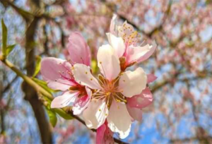 斩桃花之后还会有桃花吗-图片2