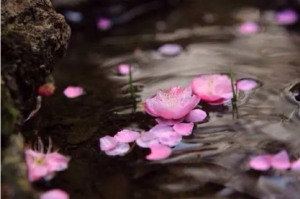 家里如何招桃花运什么招桃花效果最好-图片1