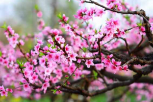 房间如何招桃花,花摆在哪里-图片2