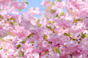 斩桃花法事会不会反噬-图片1