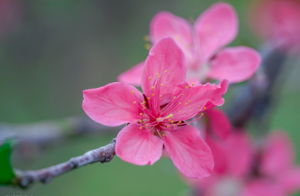 斩桃花最晚多久见效-图片2