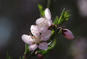 房间如何招桃花,花摆在哪里-图片1