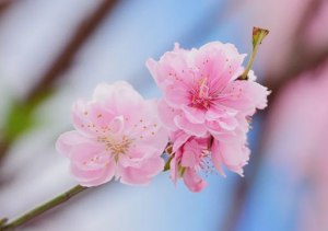 斩桃花真的能把桃花劫斩掉么吗-图片2