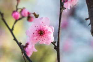 斩桃花的禁忌怎么斩最好-图片2