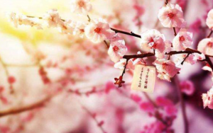 招桃花很灵的老方法-图片1