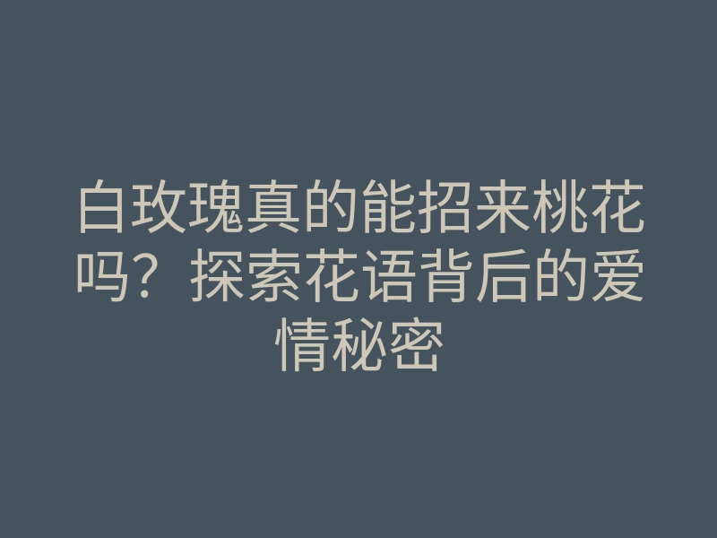 白玫瑰真的能招来桃花吗?探索花语背后的爱情秘密