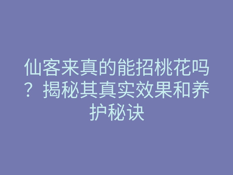 仙客来真的能招桃花吗?揭秘其真实效果和养护秘诀